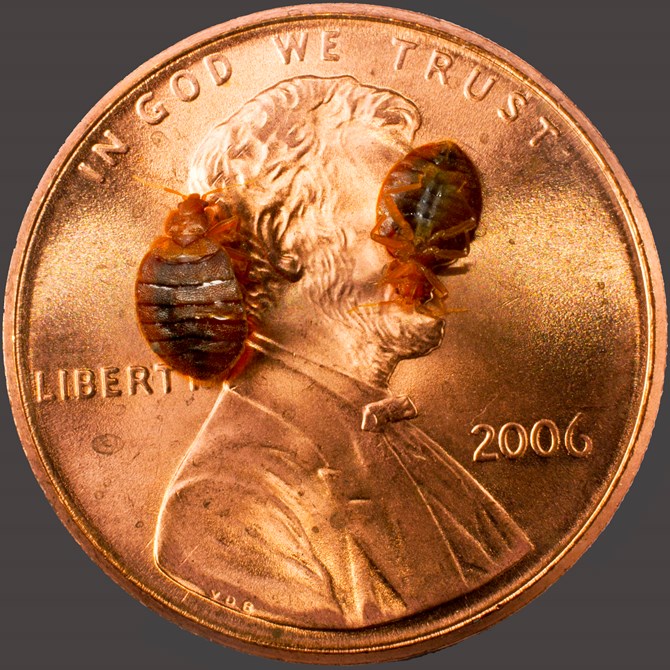 Bed Bug Size Chart